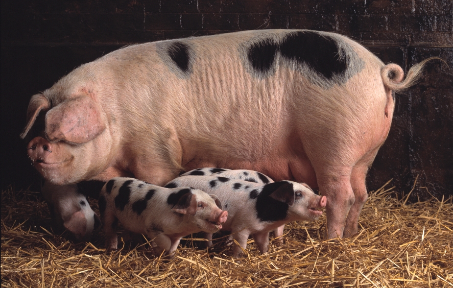 Gloucester old spots and piglets