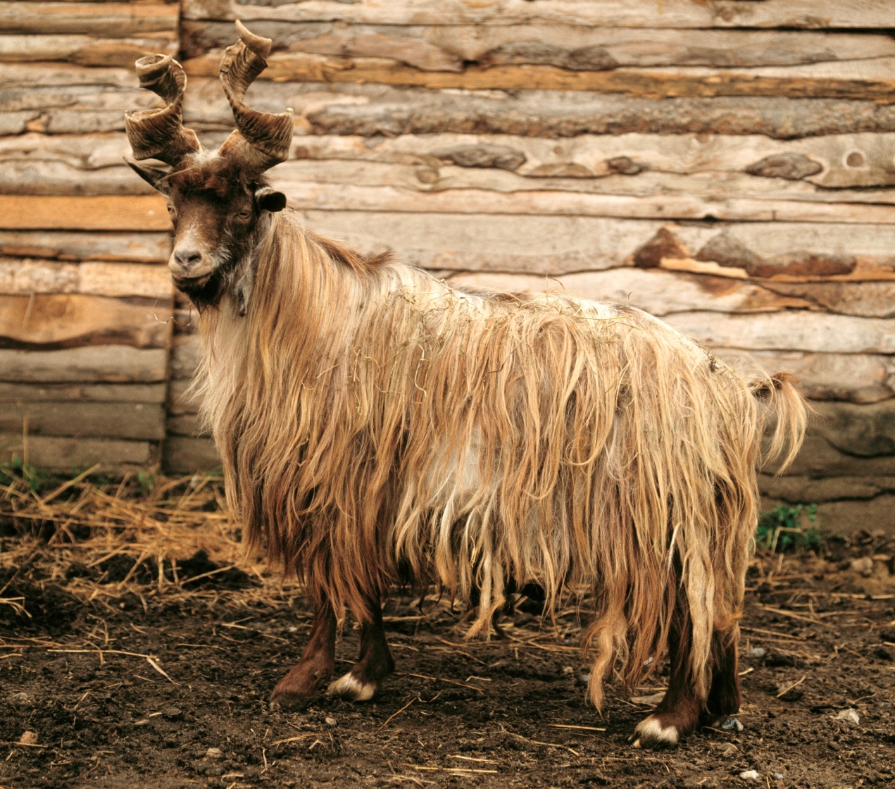 Girgentana goat