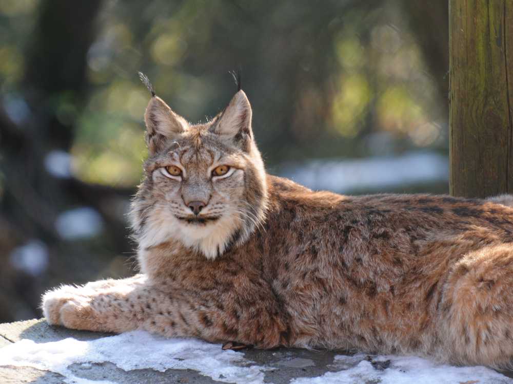 Releasing lynx into the countryside has been spoken about