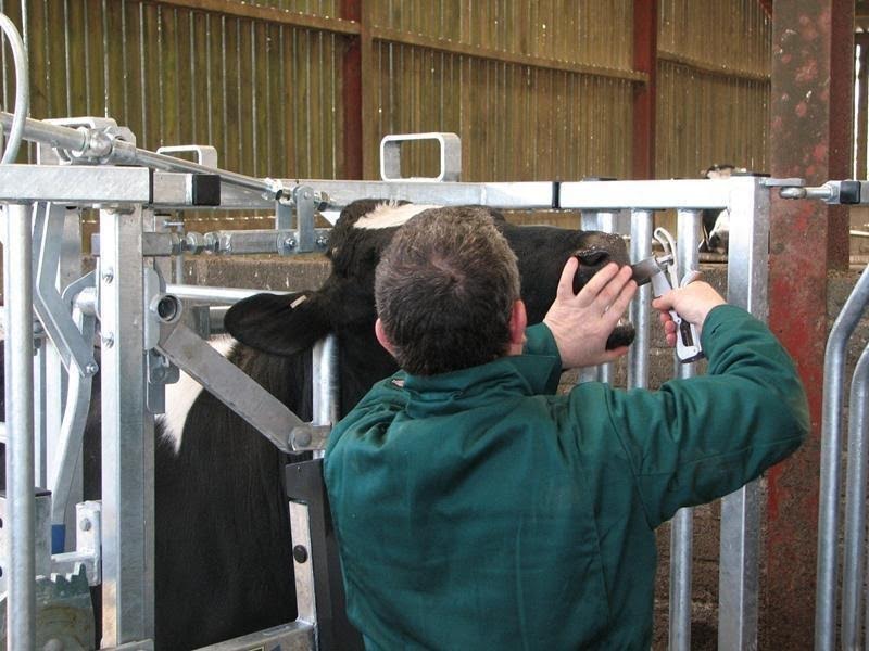 A cow being given a bolus to ensure her mineral levels are right