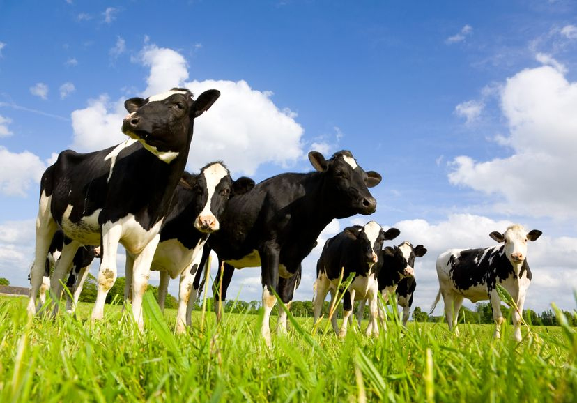 To apply for volume reduction, producers must plan to reduce their cows’ milk deliveries by at least 1,457 litres