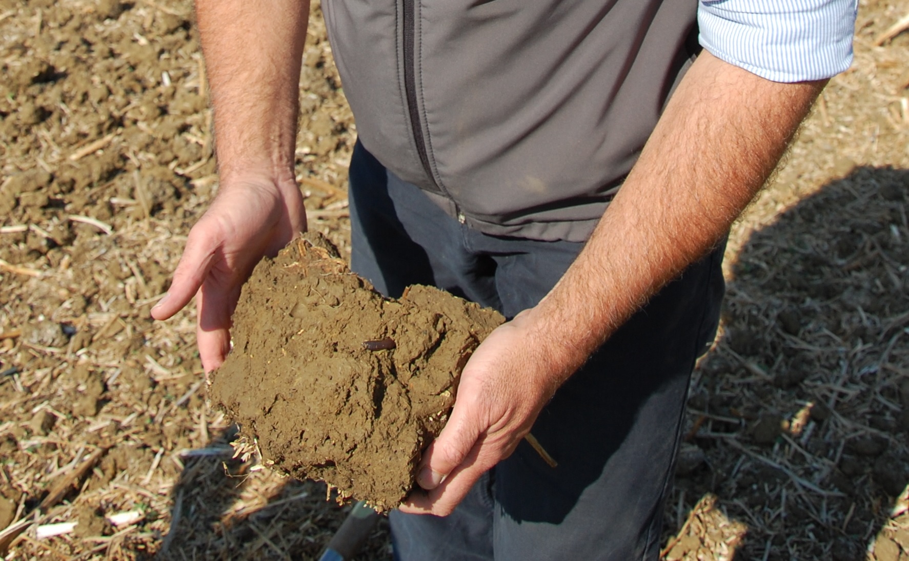 Dry soils and slow black-grass emergence means growers must not rush into drilling winter crops