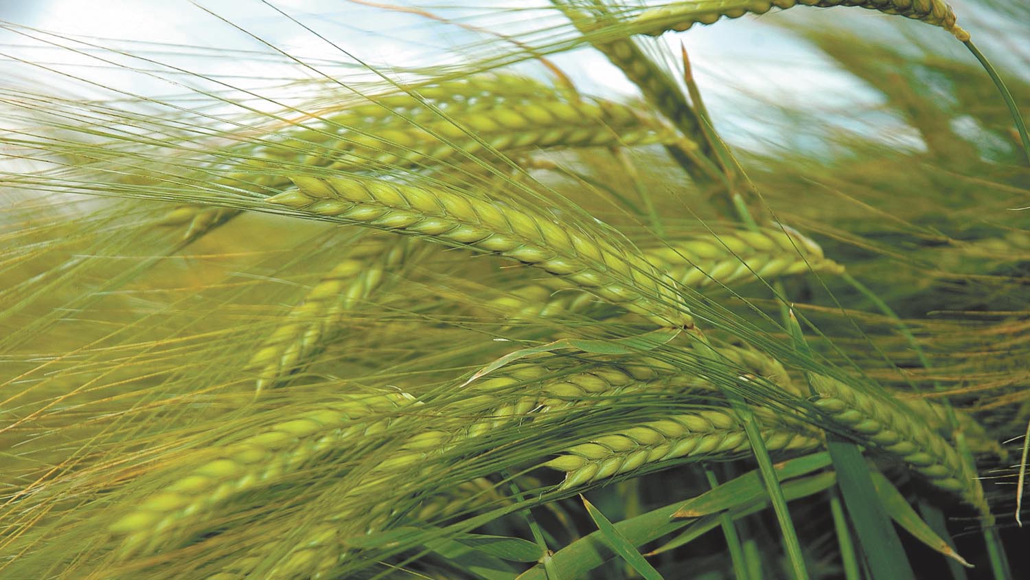 2016 Barley harvest yields were below average