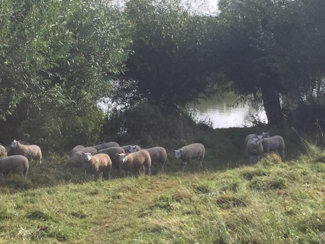 About 200 sheep graze on Church Meadow (Photo: Emma Blomfield)
