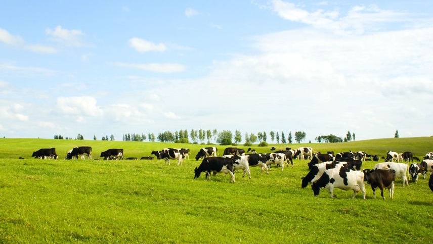 Meadow Foods, the UK's largest independently owned dairy group, has 550 producers