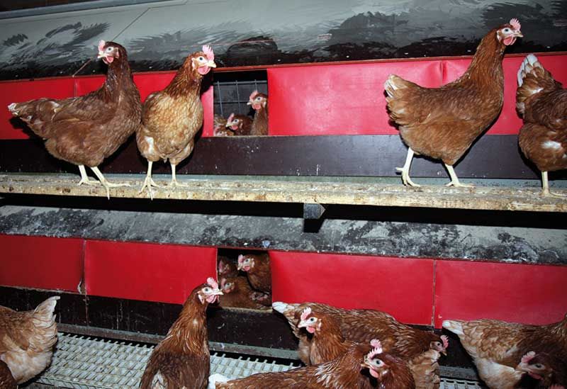 McDonald’s urges nest box manufacturers to consider issue of hen smothering in future designs