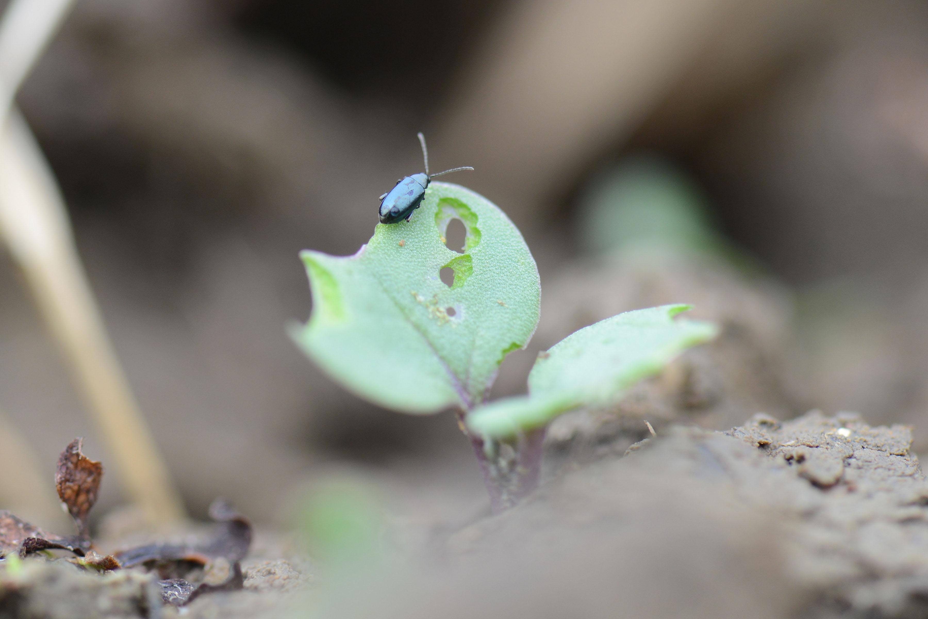 Flea beetle feeding