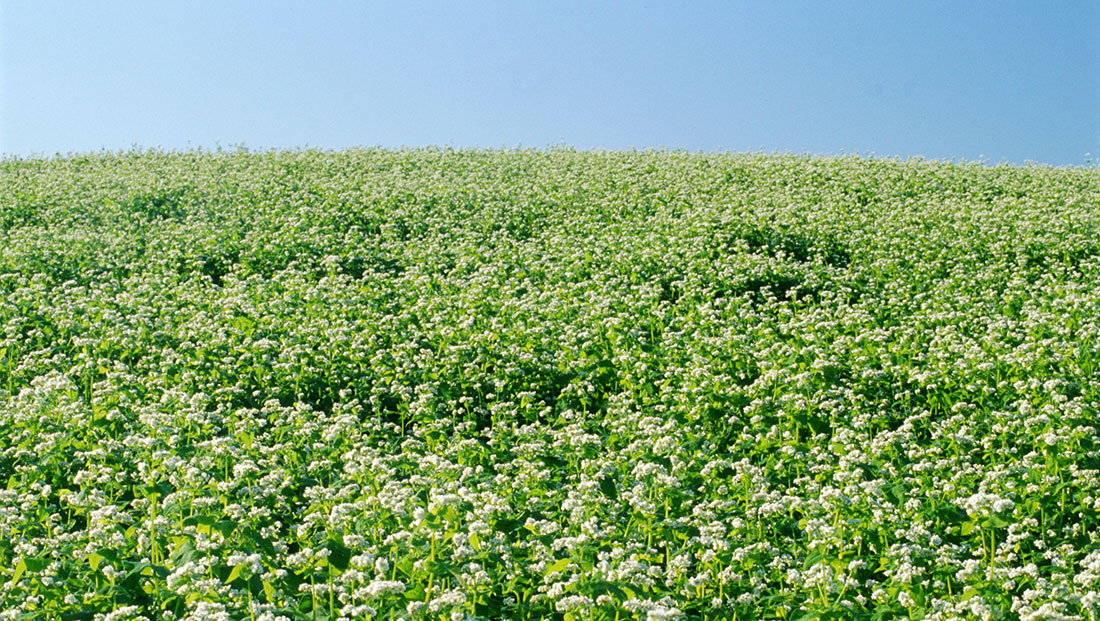 Cover cropping is the plants covering the soil on farmland between the harvest and sowing the next set of crops