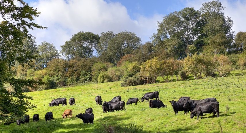 "The government needs to stand up for our small scale farmers post-Brexit," Miss Cato said