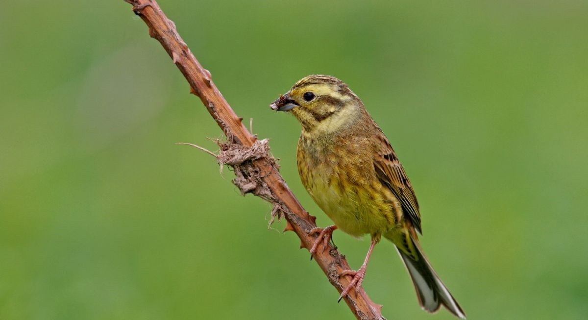 The recent Big Farmland Bird Count is proof that farmers are keen to uphold wildlife numbers, the NFU said