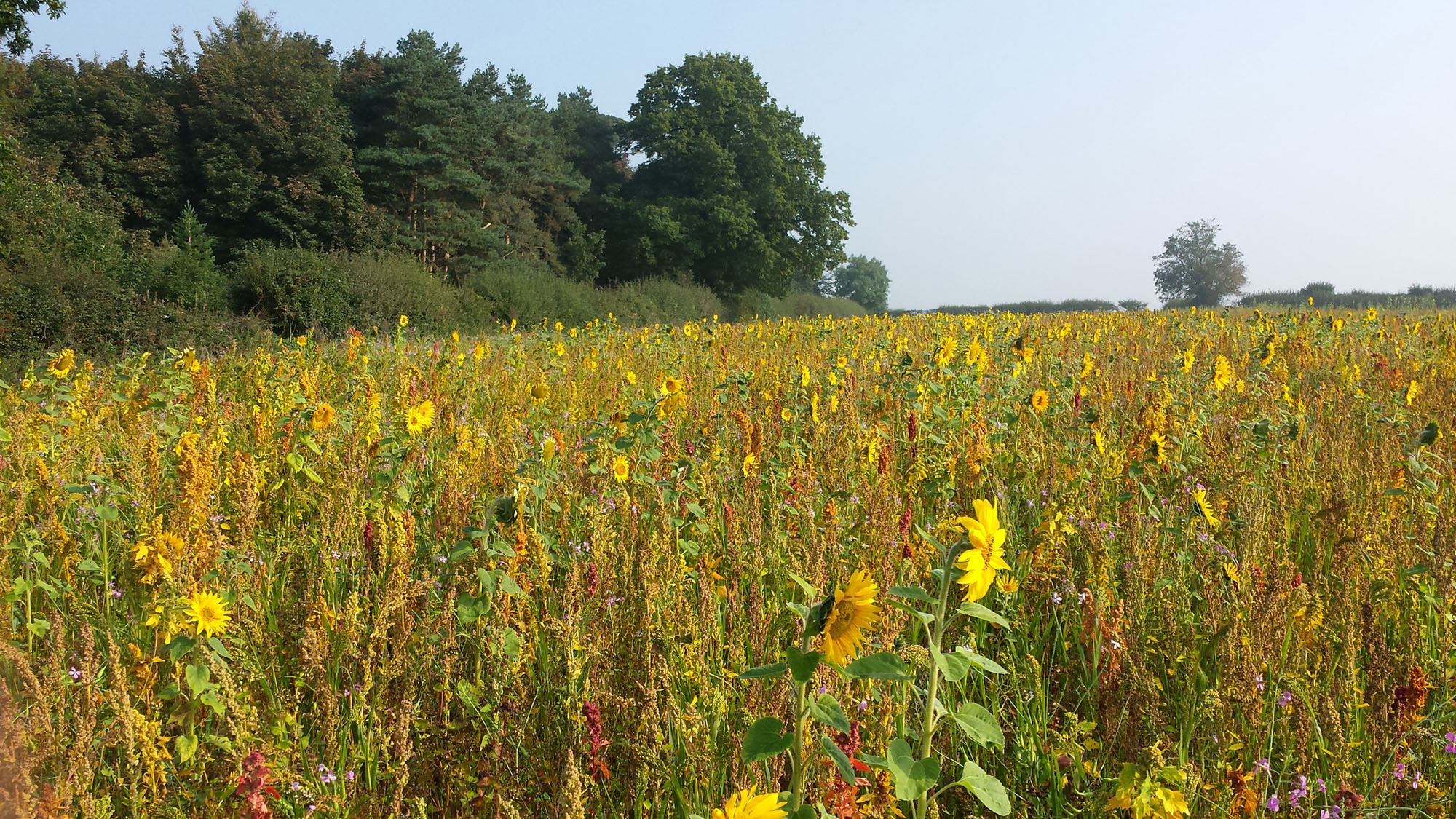 Mr Breitmeyer said it is "encouraging" to see the effort farmers have put in over recent years has "started to bear fruit"