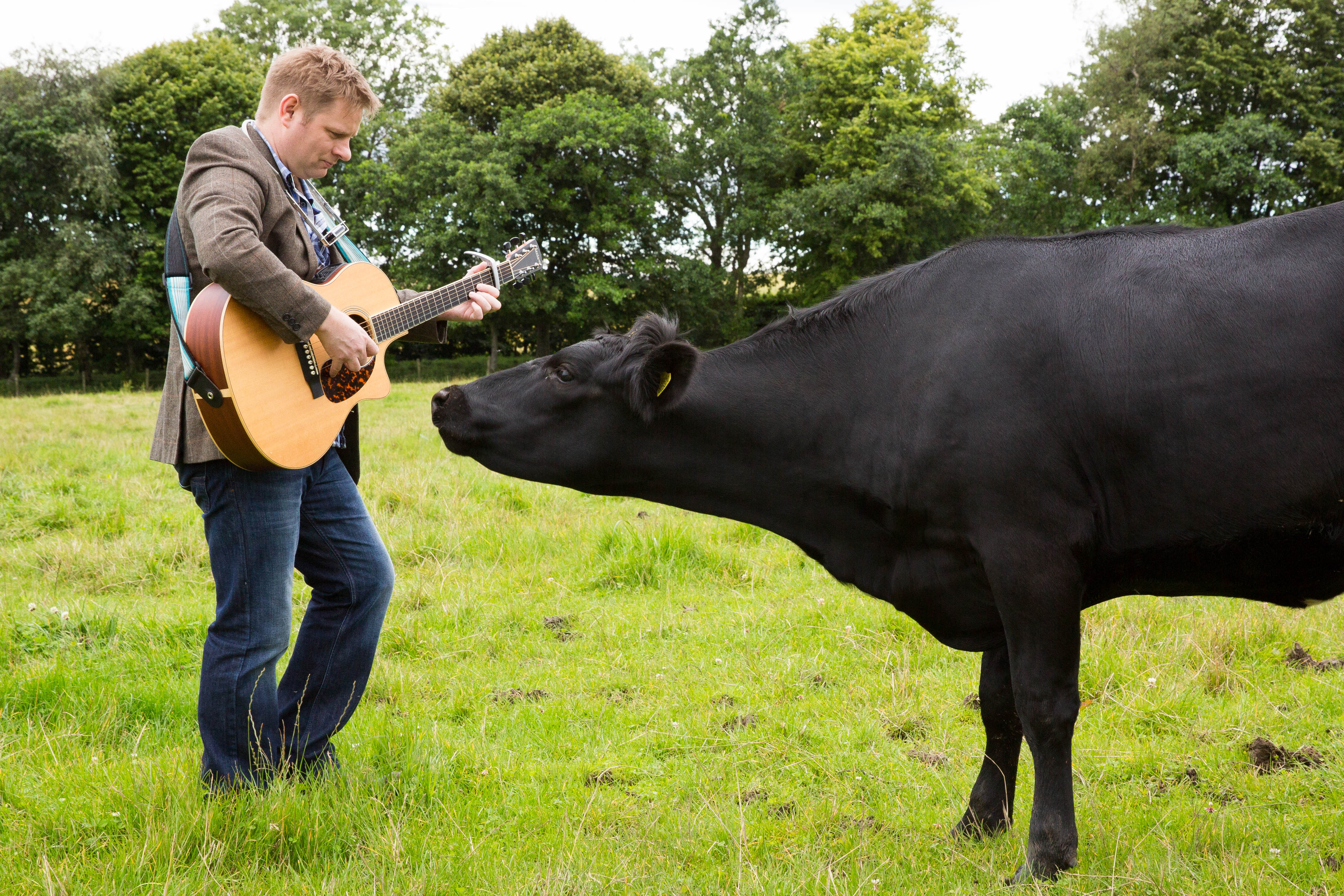 In 2001 reports emerged of classical music helping cows to produce increased quantities of milk