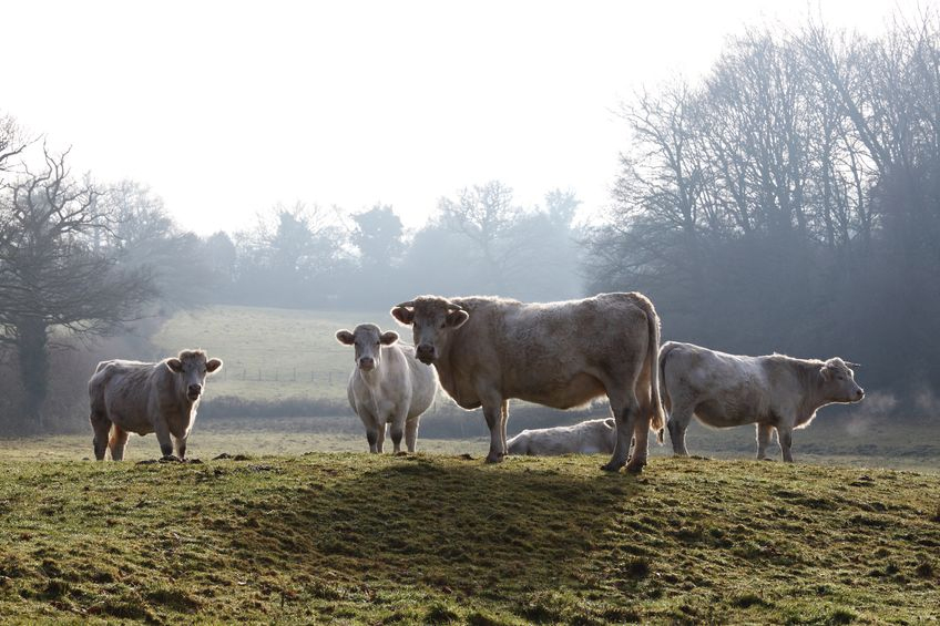 FUW said it welcomes the call for a debate on the eradication of bovine TB in cattle