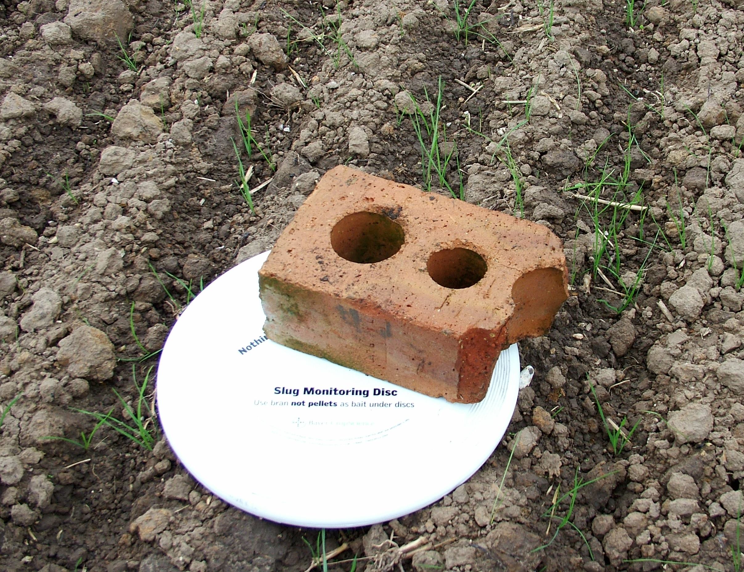 Monitor slug levels ahead of planting
