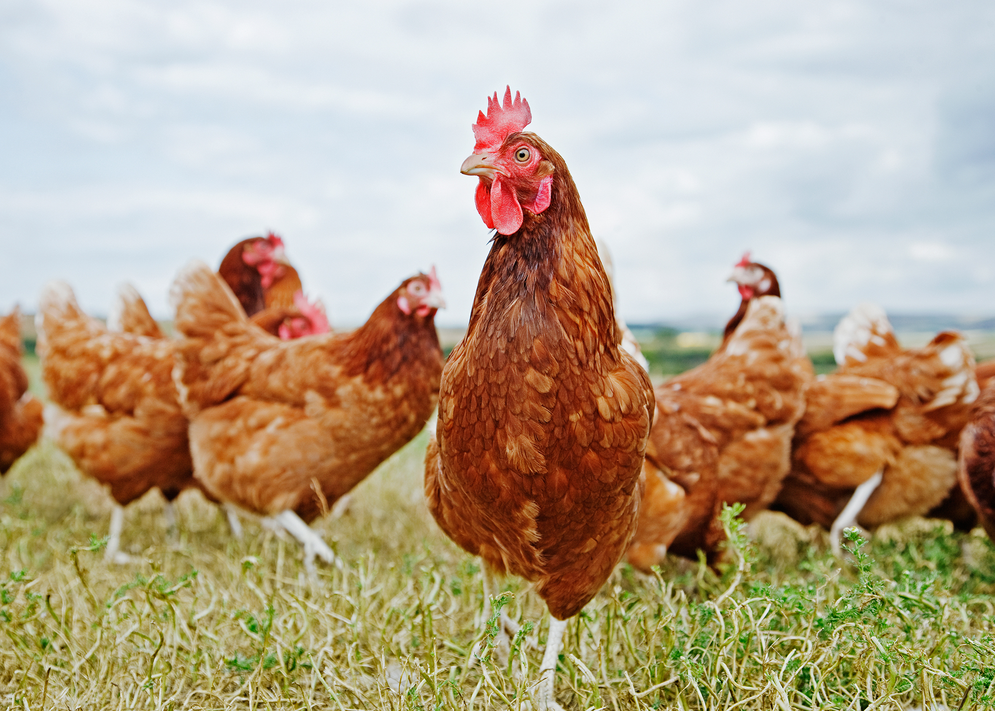 Compass’ move follows a summer of cage-free momentum