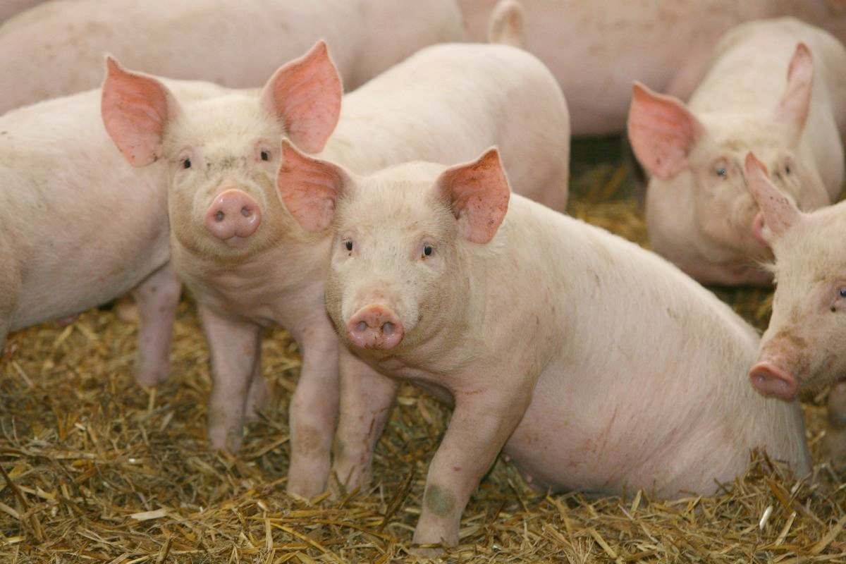Pig prices continued to increase into August, with the EU-spec APP up over 7p/kg in August on the previous month