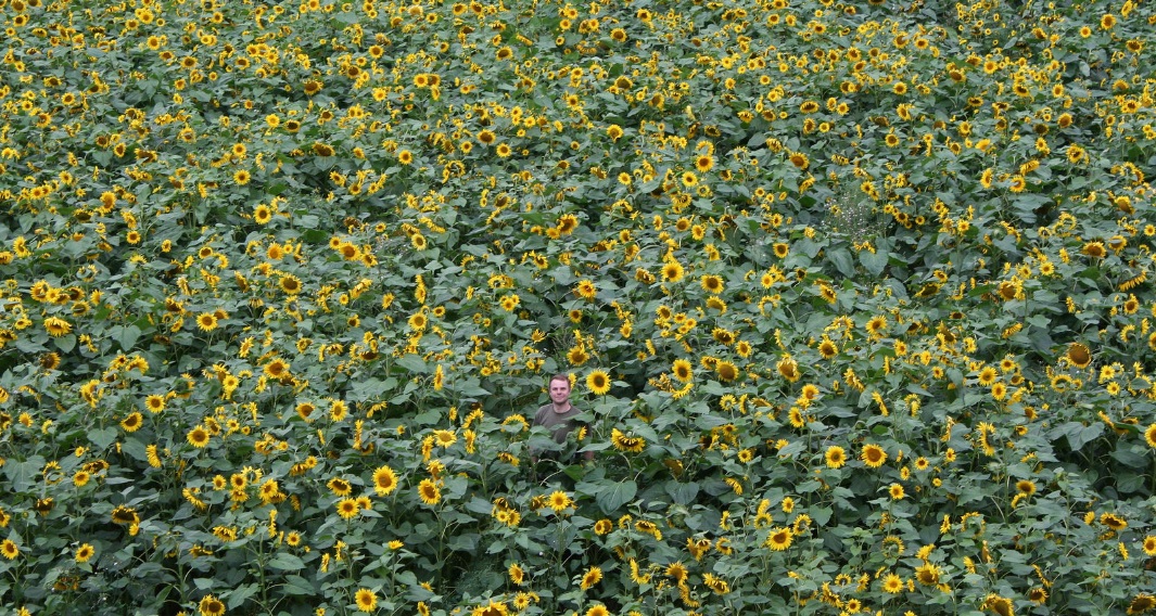 Olly in his sunflowers