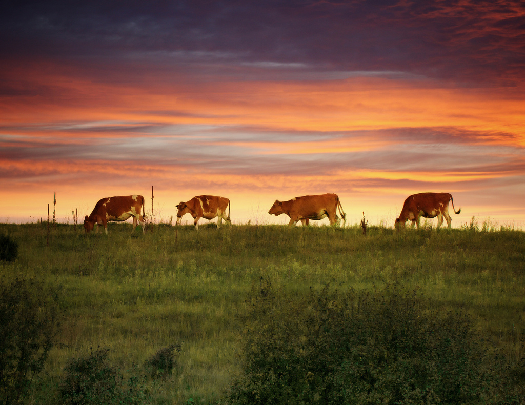 "There has been an improvement on the price of sheep, cattle and milk for our local farmers"