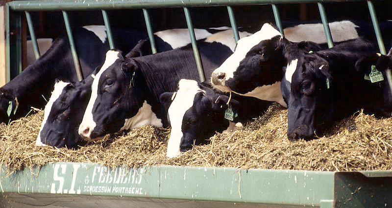 Good farm hygiene and animal health practices can greatly reduce the need to use antimicrobial medicines, the FAO said