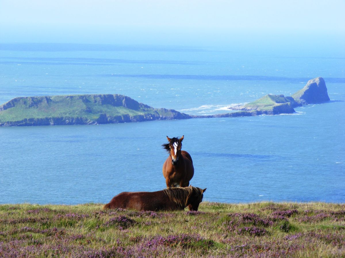 The Gower Peninsula was designated as the UK’s first Area of Outstanding Natural Beauty in 1956