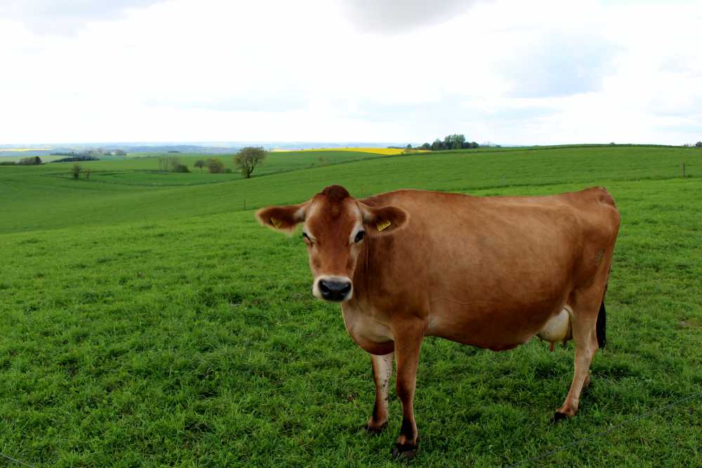 The island of Jersey supports 21 dairy farms with a combined herd size of just under 3,000 cows