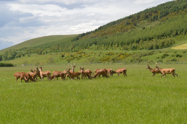 By some estimates the demand for venison has grown by 400% in recent years