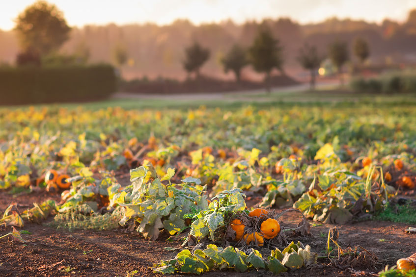 Pumpkin field
