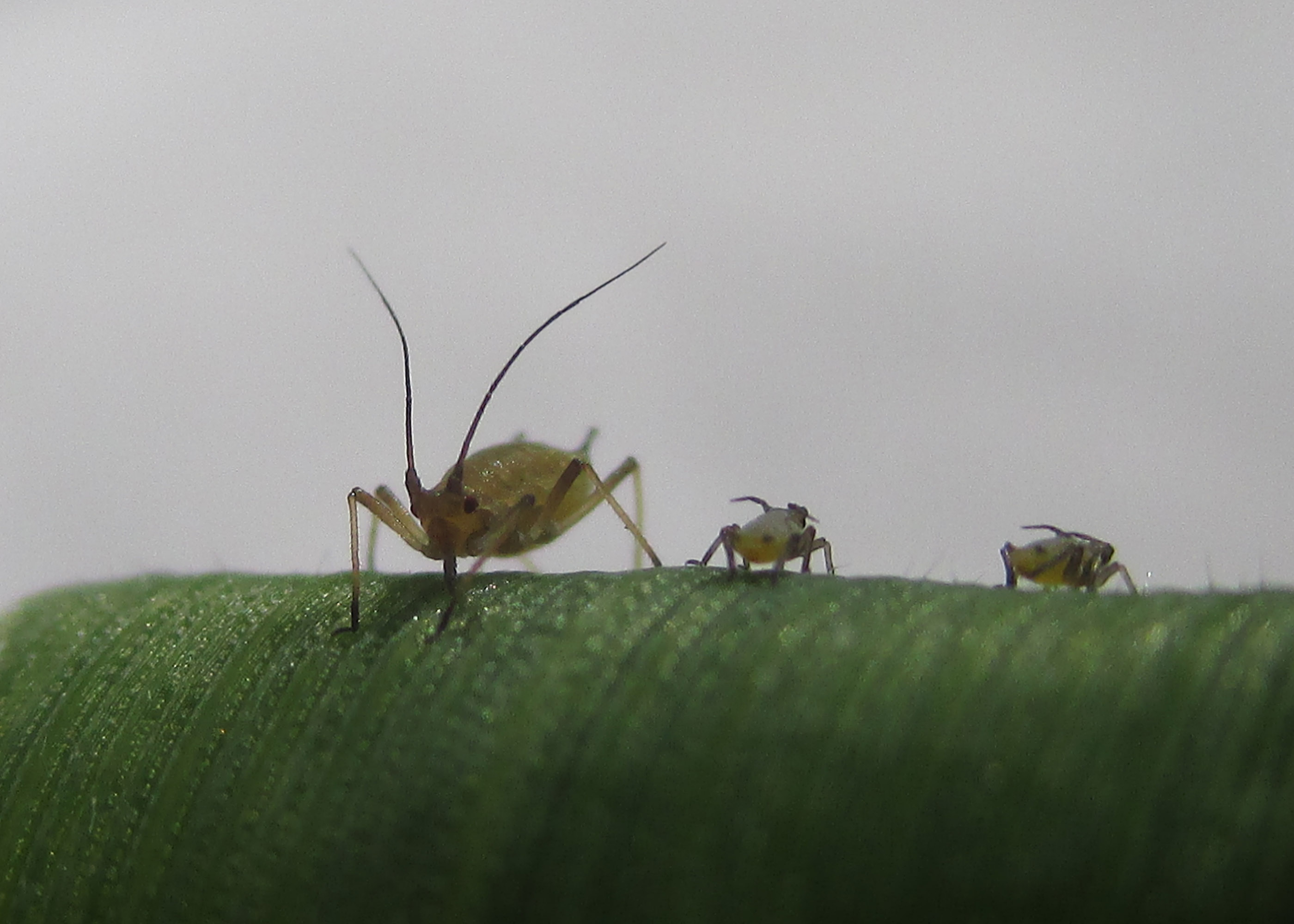 Grain Aphid