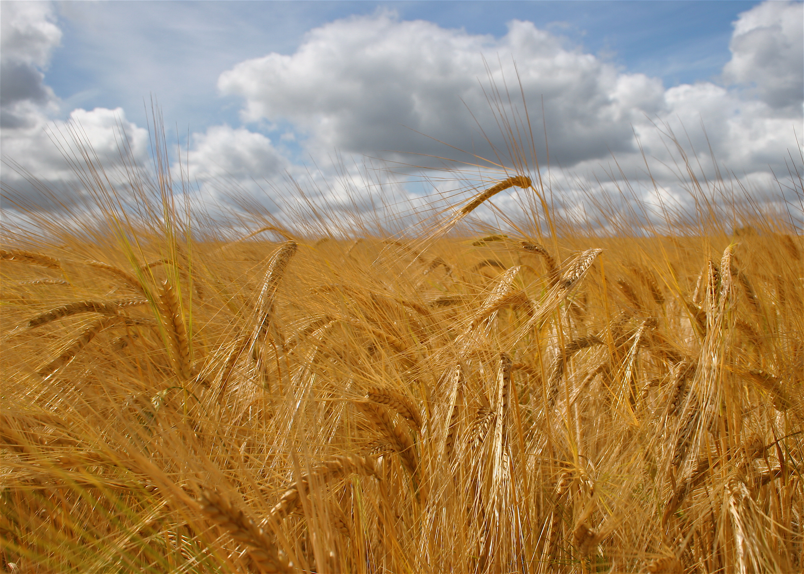 For barley, the provisional results indicate a smaller specific weight and grain size