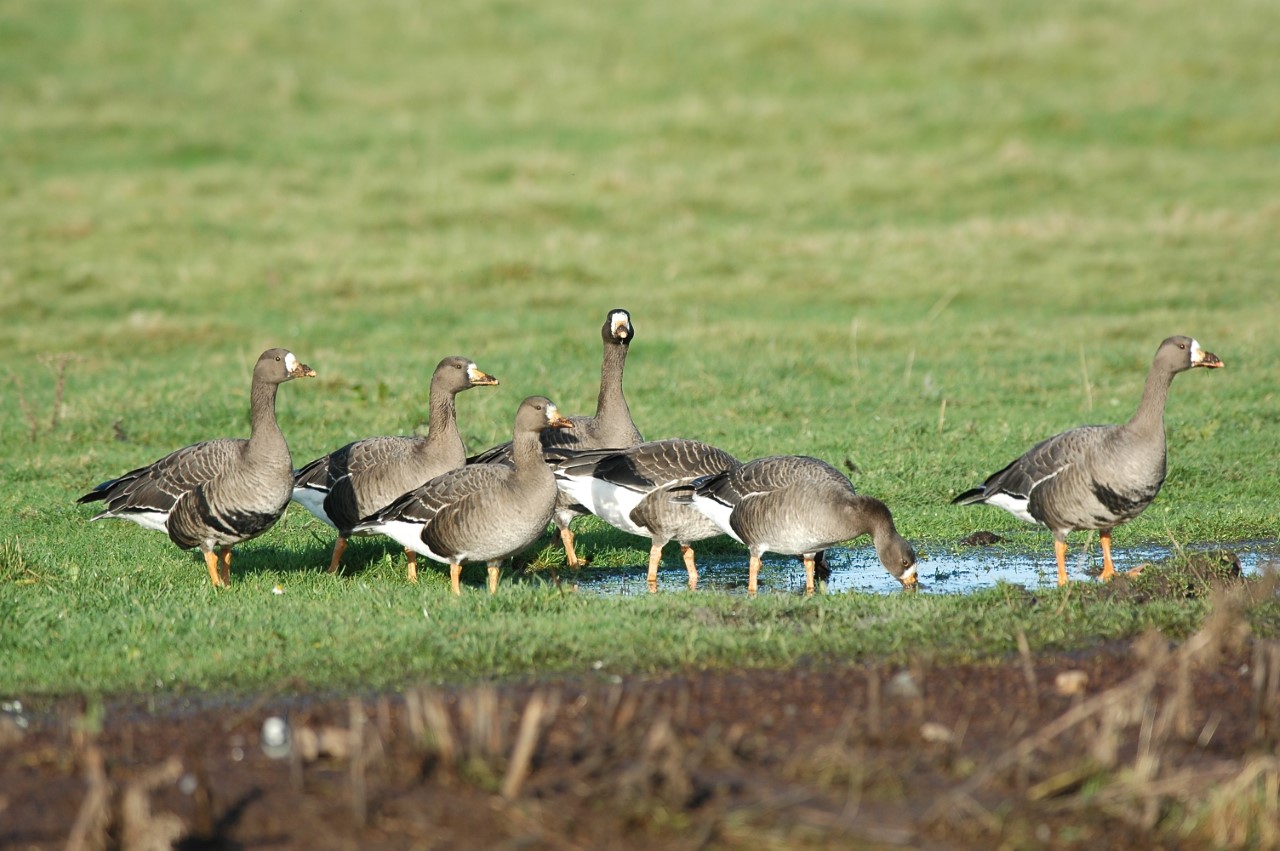 White-fronted Geese