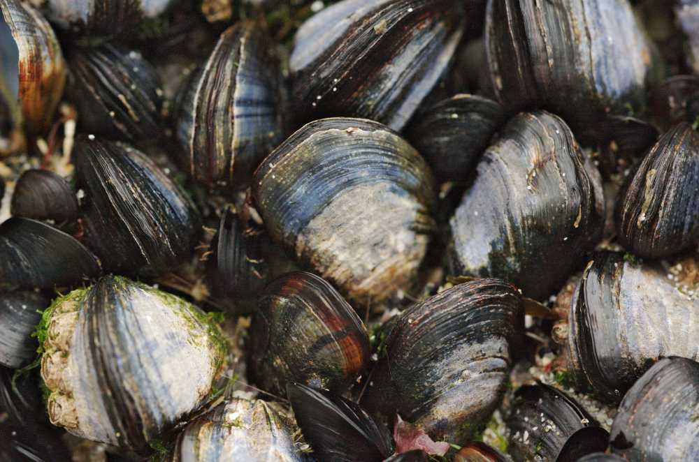 Satellite data delivers early warning signals for shellfish farmers