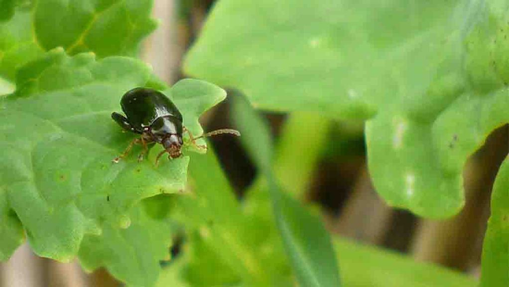 Adult cabbage stem flea beetles can cause serious damage to seedling crops of winter oilseed rape and other new brassicas