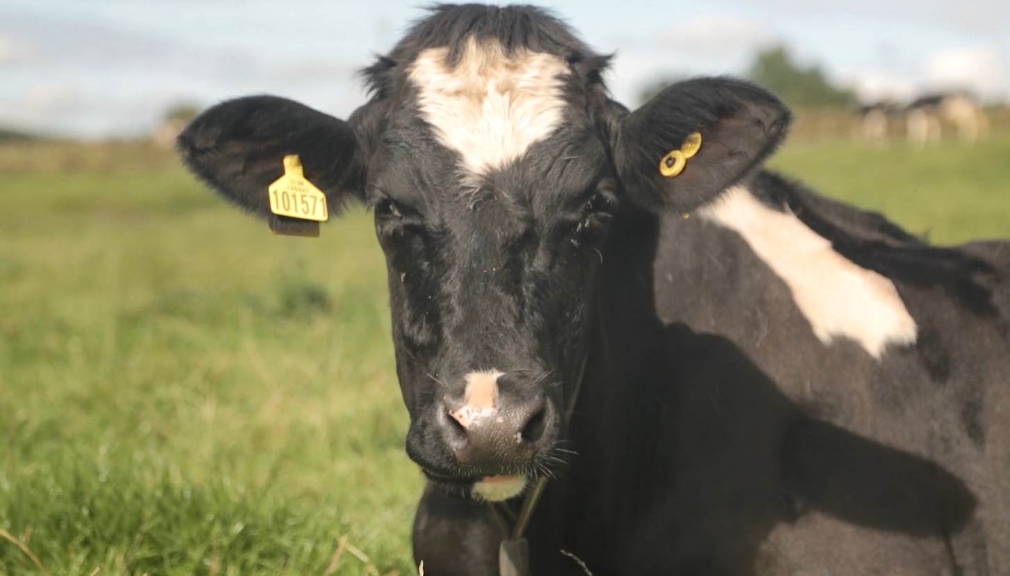 Many dairy farmers have took to diversifying dairy produce to soothe the crisis many currently face