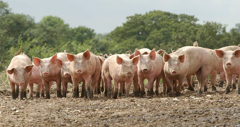 Ascaris infections can lead to reduced growth rates and ‘milk spots’ on pig livers