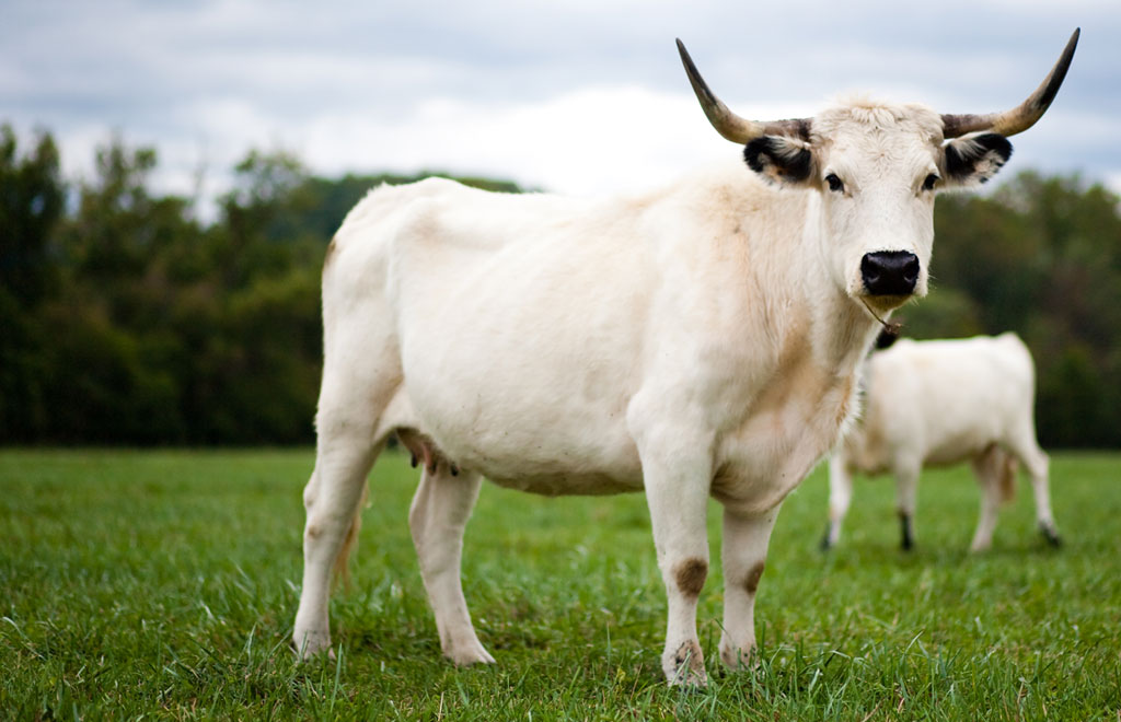 The National Trust said they need to raise £36,000 to buy a new bull to prevent them from dying out