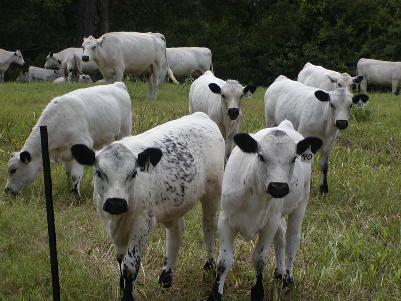 The National Trust said White Park Cattle are a living link to our very distant past