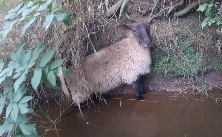 The sheep had fallen from the riverbank into the water and been trapped for at least three hours