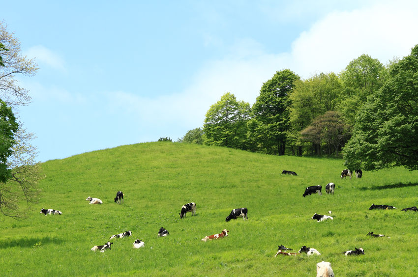This is the largest monthly increase for First Milk members since 2007