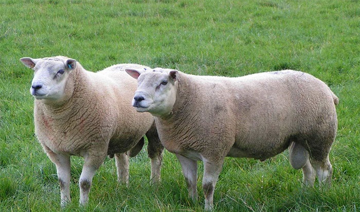 The two-year project is financed by Quality Meat Scotland along with AHDB Beef & Lamb, Hybu Cig Cymru – Meat Promotion Wales (HCC) and Agrisearch