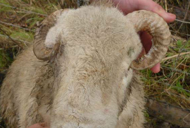 The ram had horns growing into its eyes