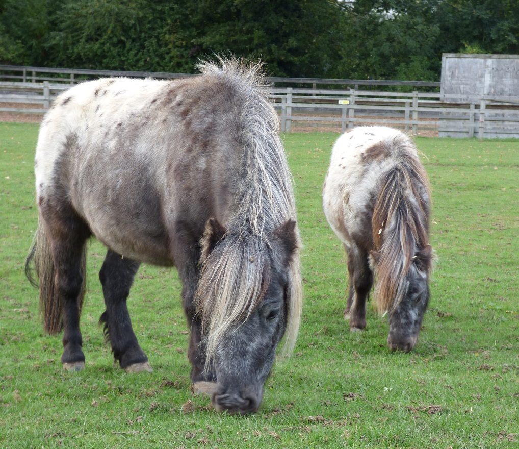 Any information about Yogi or details of suspicious activity around Redwings’ Ada Cole centre can be reported to Redwings’ welfare team on 01508 481008 or to Essex Police on 01245 491491 or 101