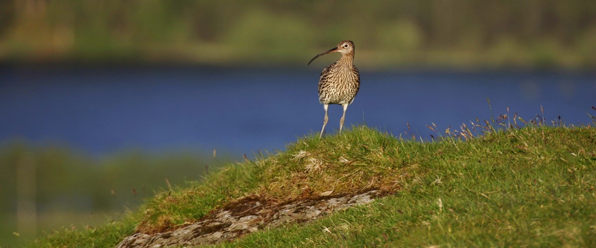 RSPB and local farmers work together to save the curlew