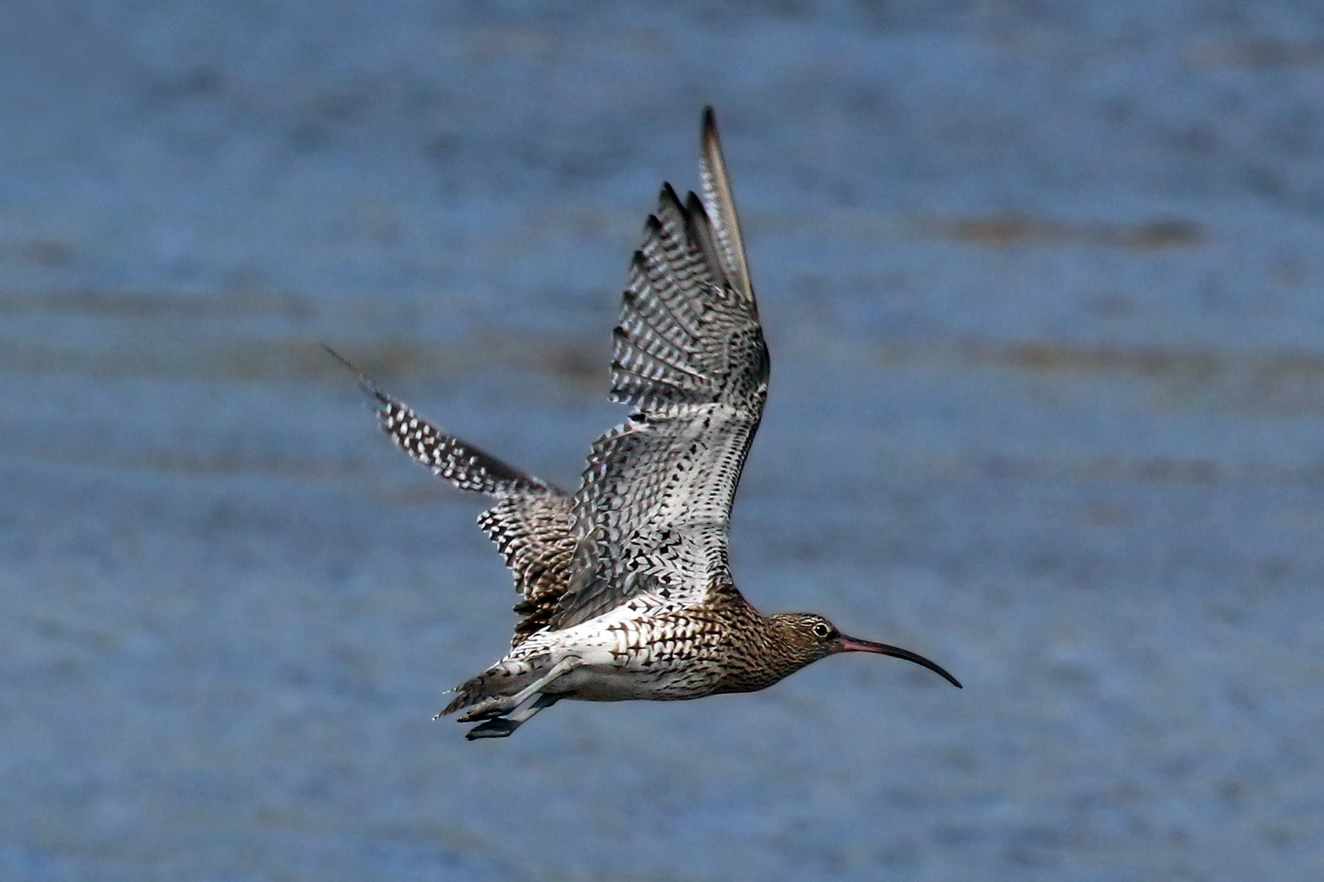 Pilot project to improve habitat of threatened wading birds completed