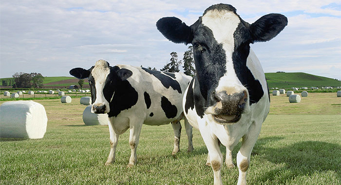 Milk Production Reduction Scheme was announced by Hogan as part of a €500m aid package for the dairy sector