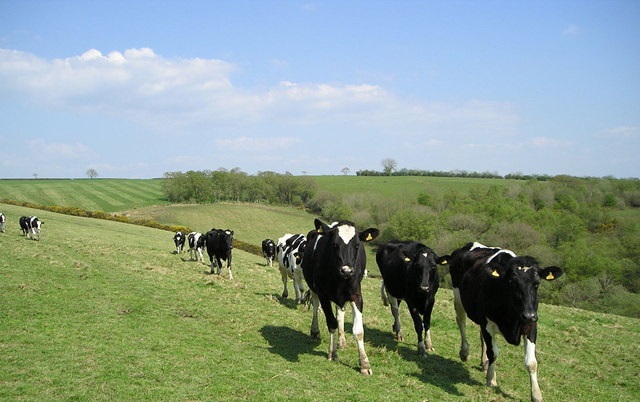 The largest number of participating dairy farmers are in France (13,000) and Germany (10,000)