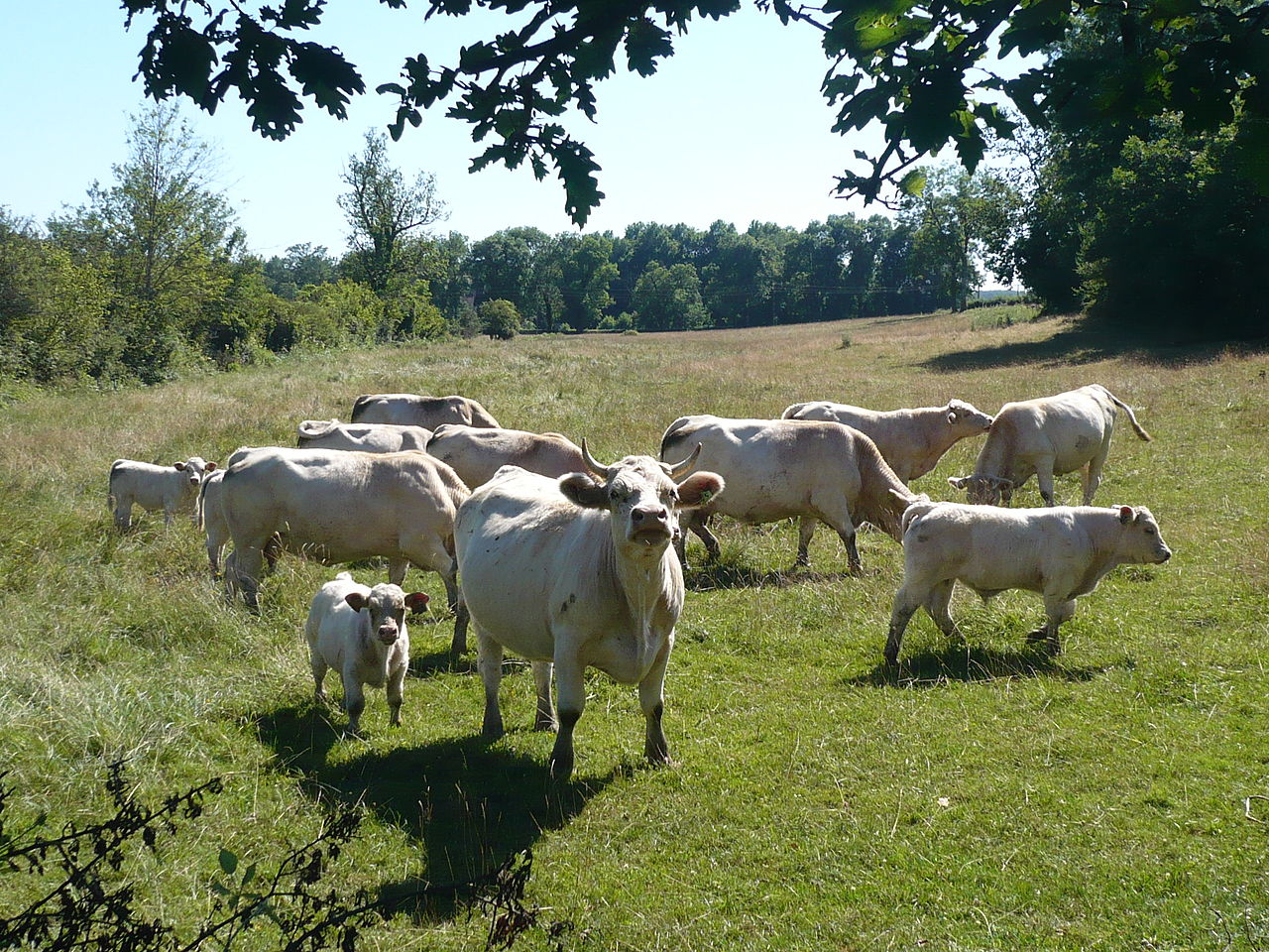 Plaid Cymru warns of Brexit 'double whammy' on bTB eradication