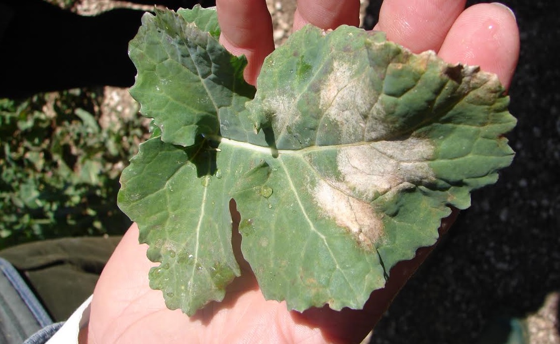 Light leaf spot disease