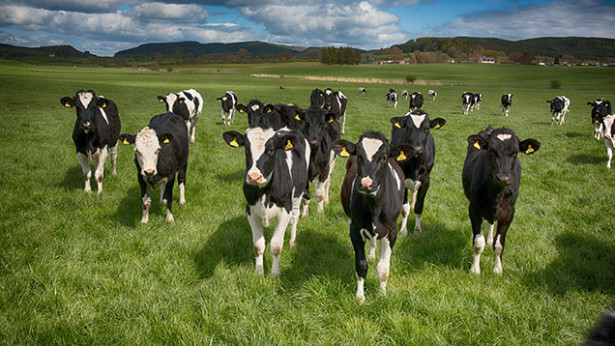 "The uptake within Scotland for the European Production Reduction scheme shows what a perilous place Scottish dairy farmers are in"