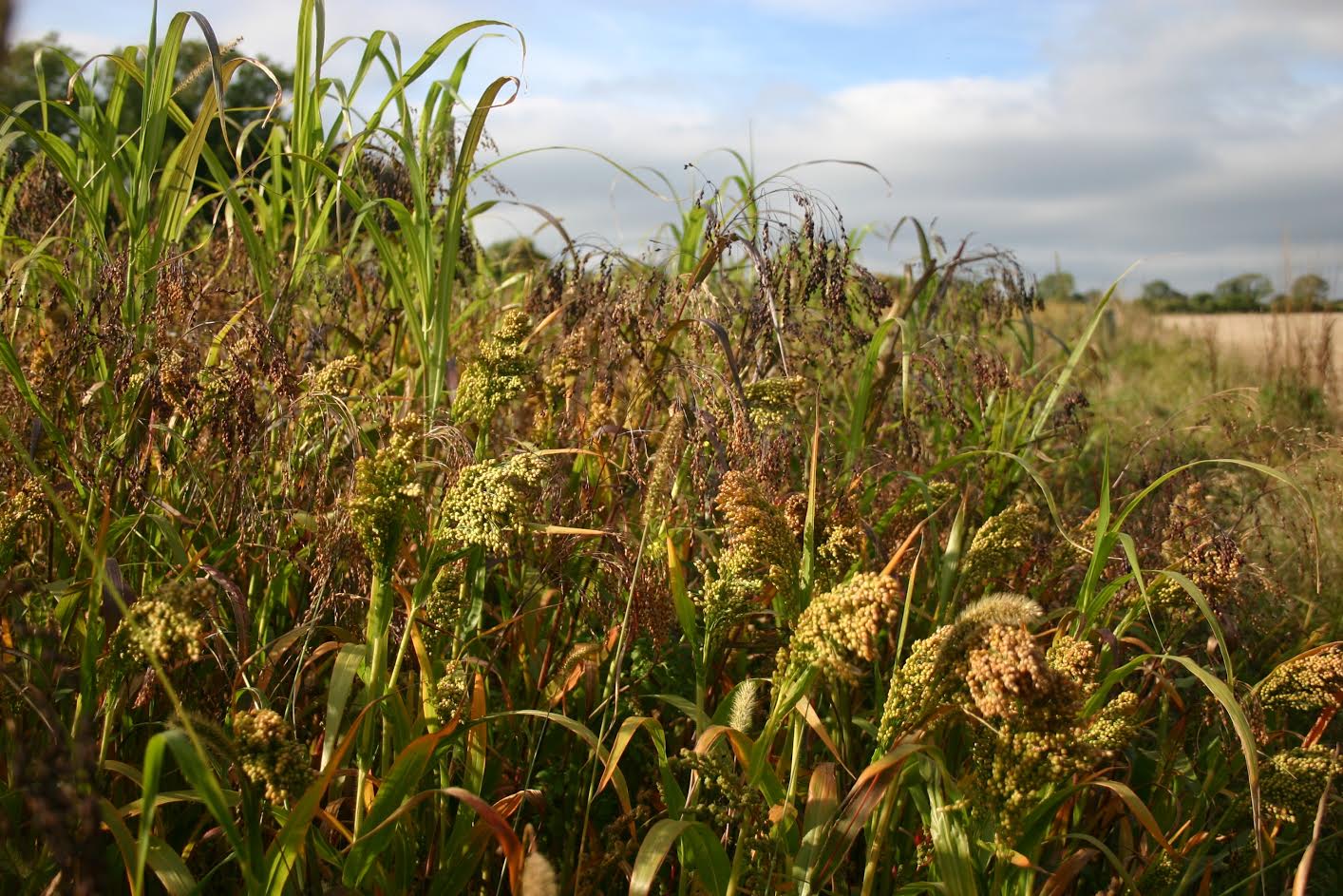 Wild bird seed mix