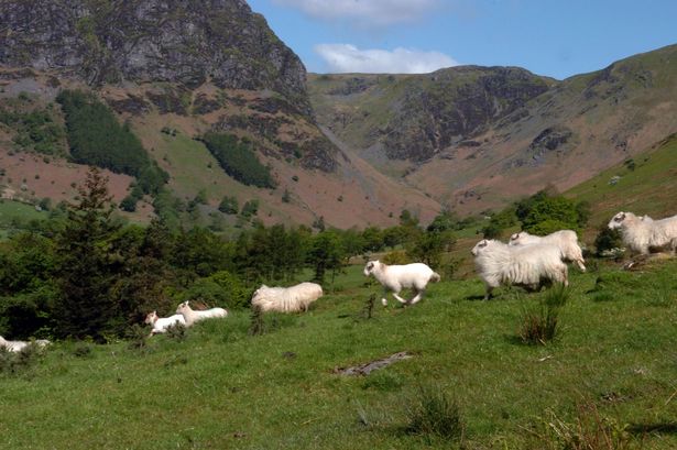 "Direct support and agri-environment payments remain the biggest source of income"